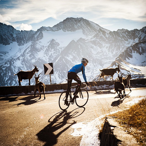 In bici sulle Alpi con gli stambecchi