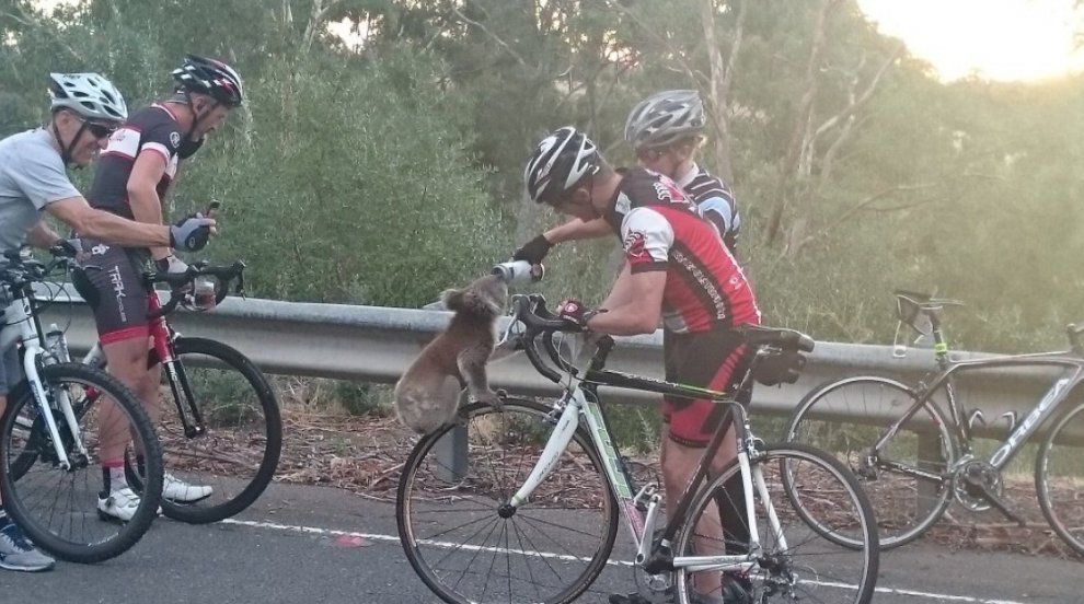Un koala dissetato da ciclisti