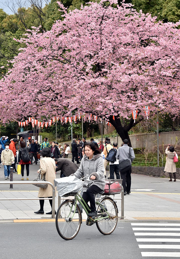 Una donna pedale tra i ciliegi in fiore a Tokyo